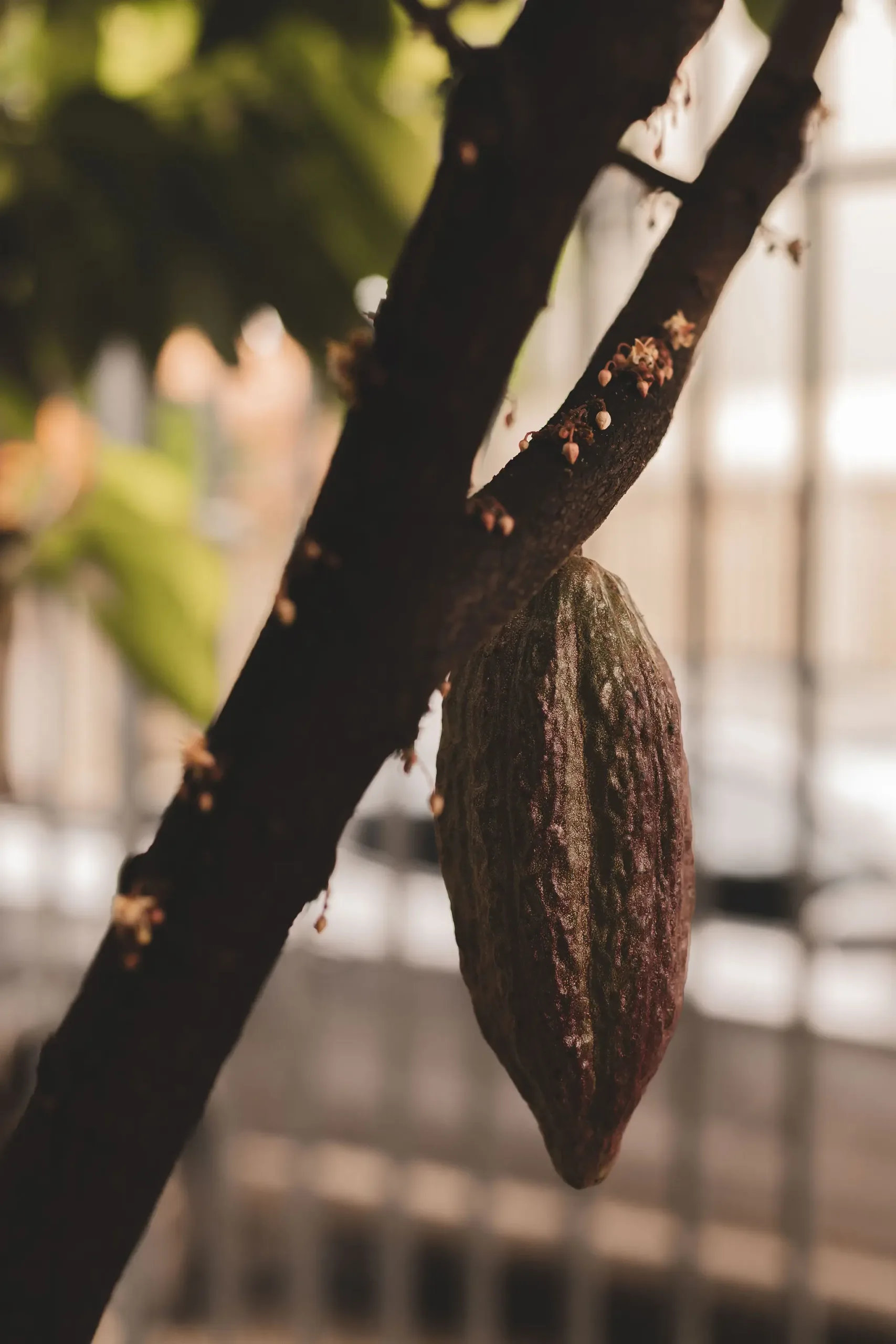 ODLE CHOCOLATE (10)